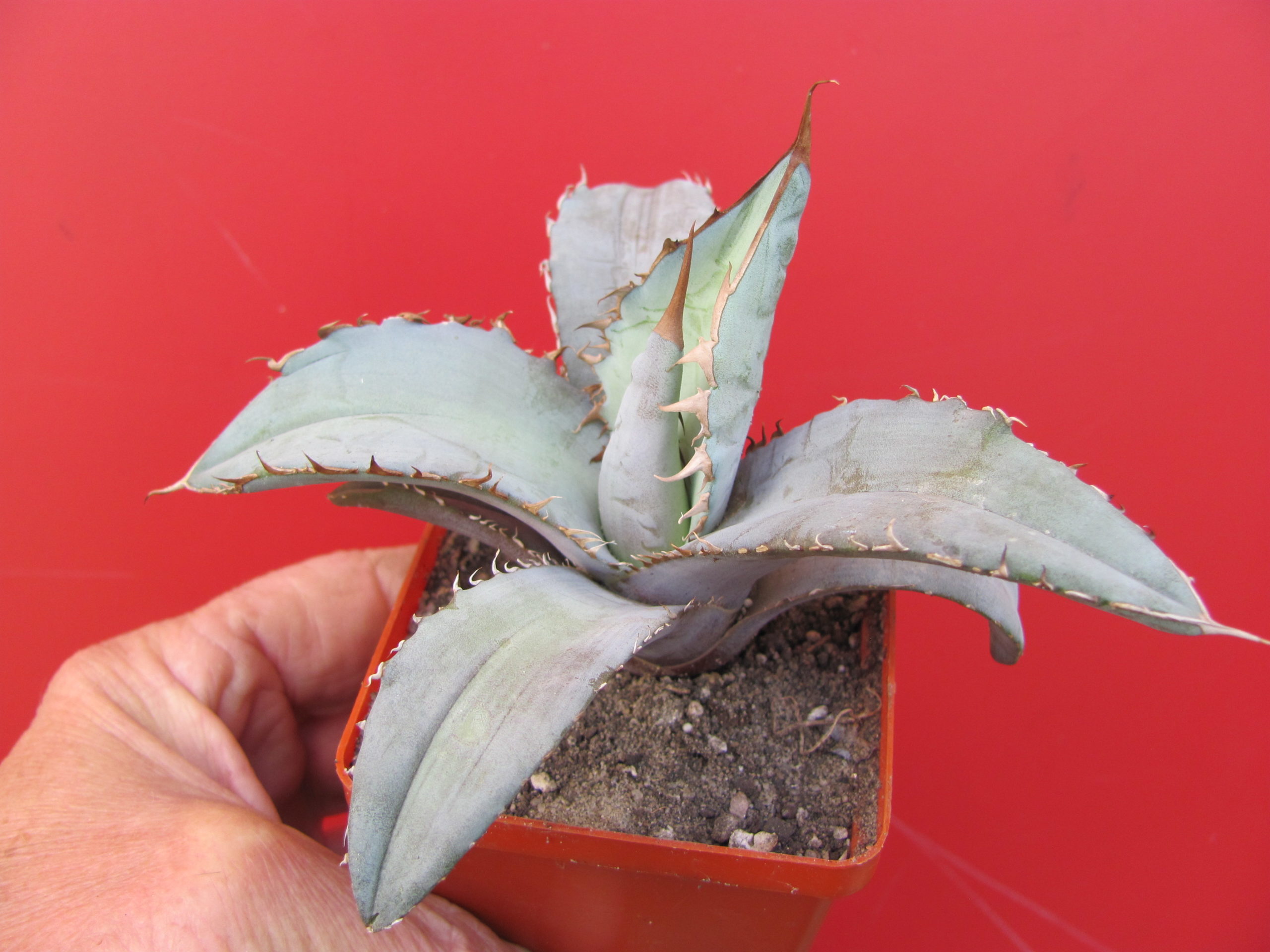 Agava  titanota