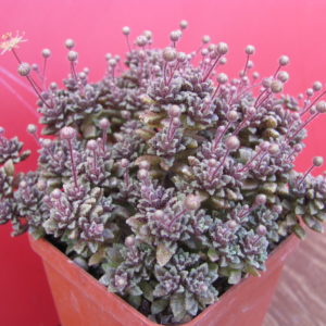 Monanthes  subcrassicaulis