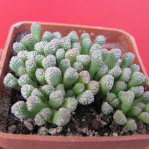 Neohenricia sibbettii