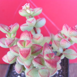 Crassula laginosa