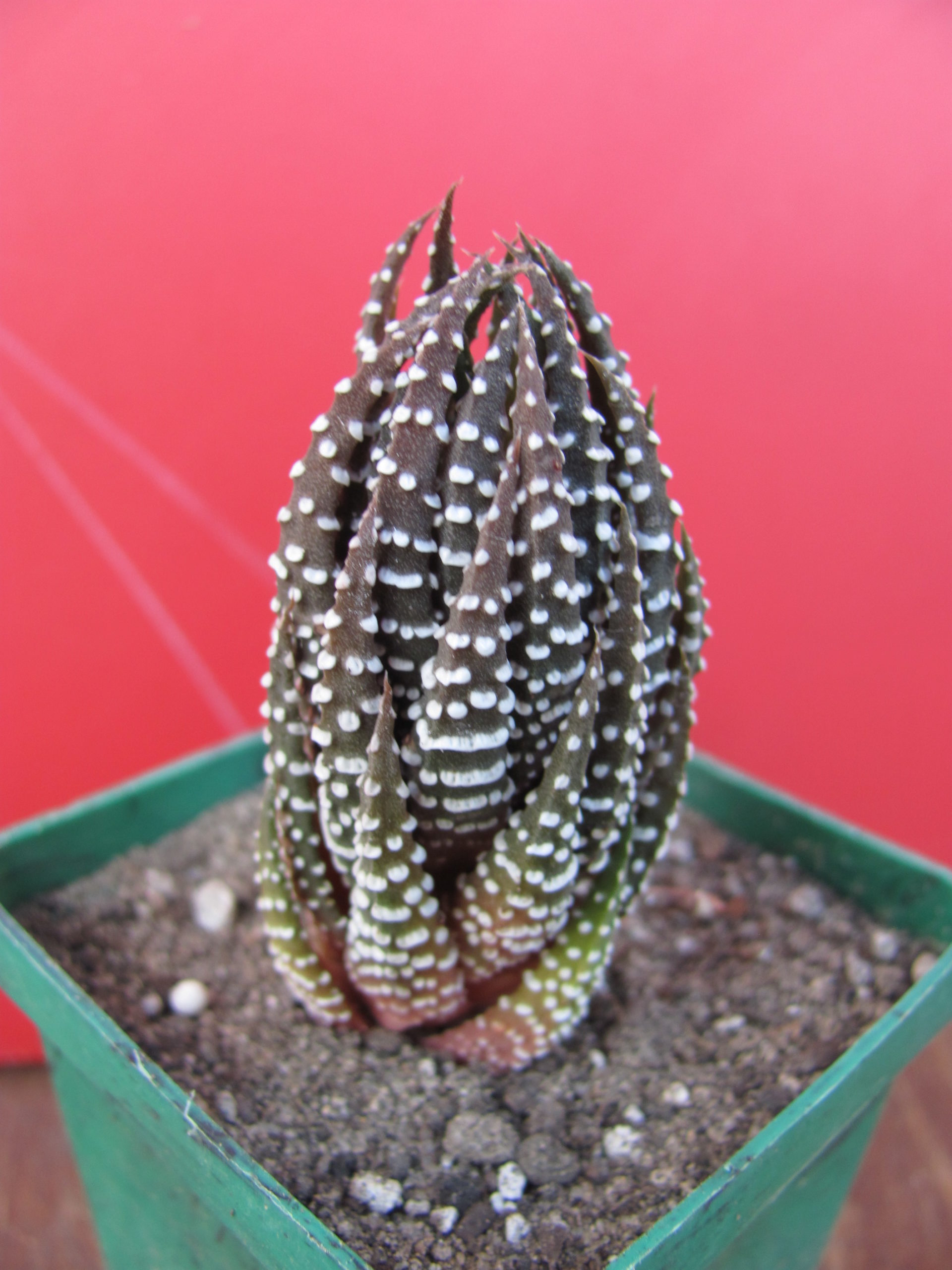 Haworthia reinwardtii kaffidriftensis