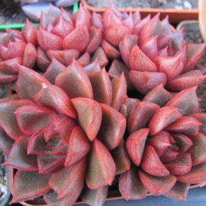 Echeveria   purpusorum  Red