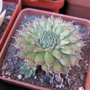 Orostachys  spinosus