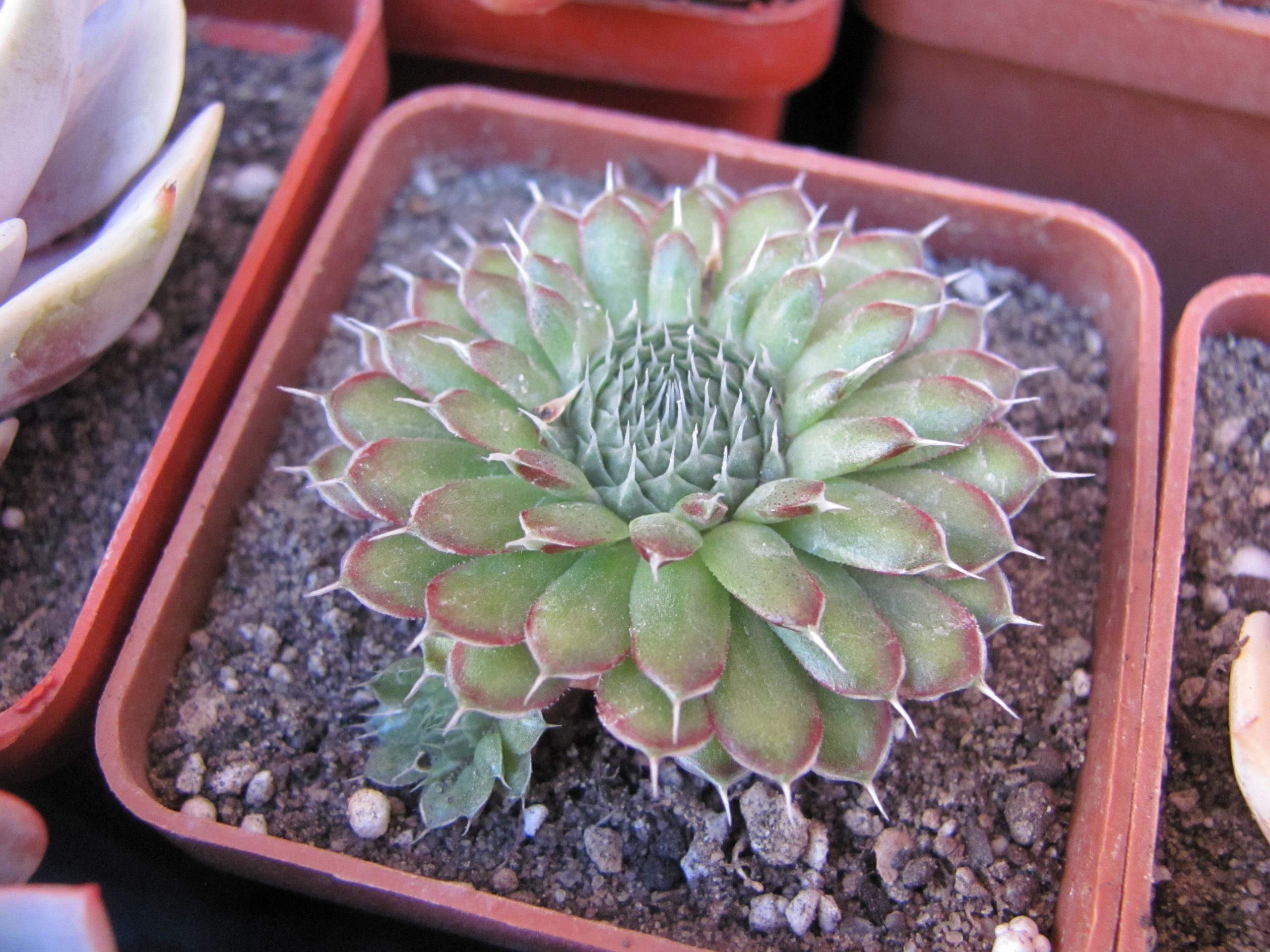 Orostachys  spinosus