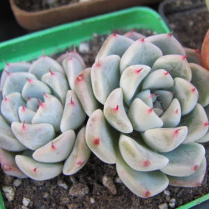 Echeveria   hybr.  #103