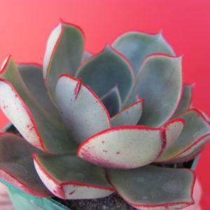 Echeveria longissima  brachyantha