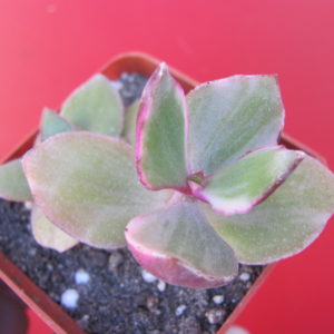 Crassula ovata variegata