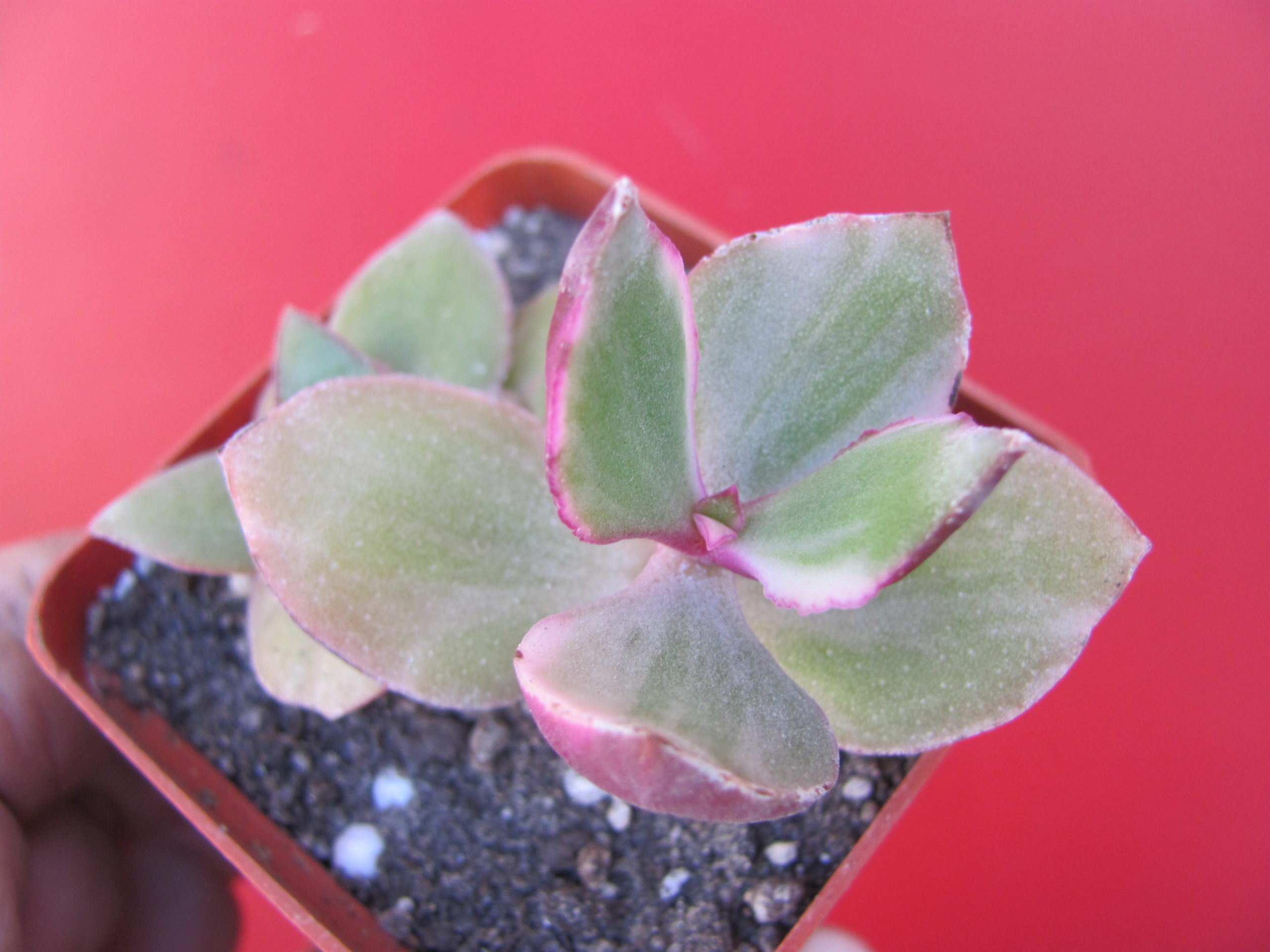 Crassula ovata variegata