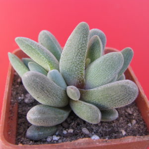 Crassula tecta  forma