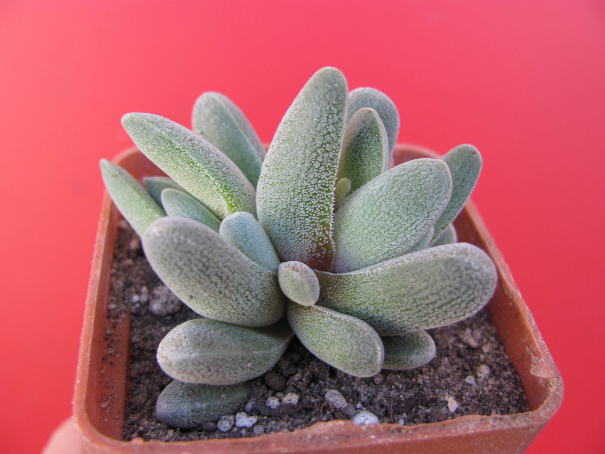 Crassula tecta  forma