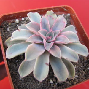 Echeveria  Fantastic Fontein