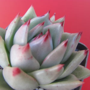 Echeveria Romeo