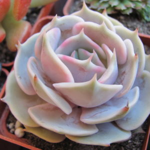 Echeveria   hybr.