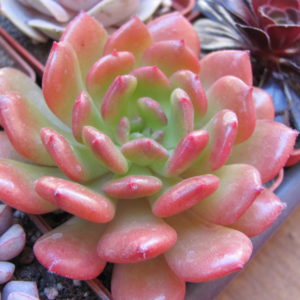 Echeveria Fantasia Carol