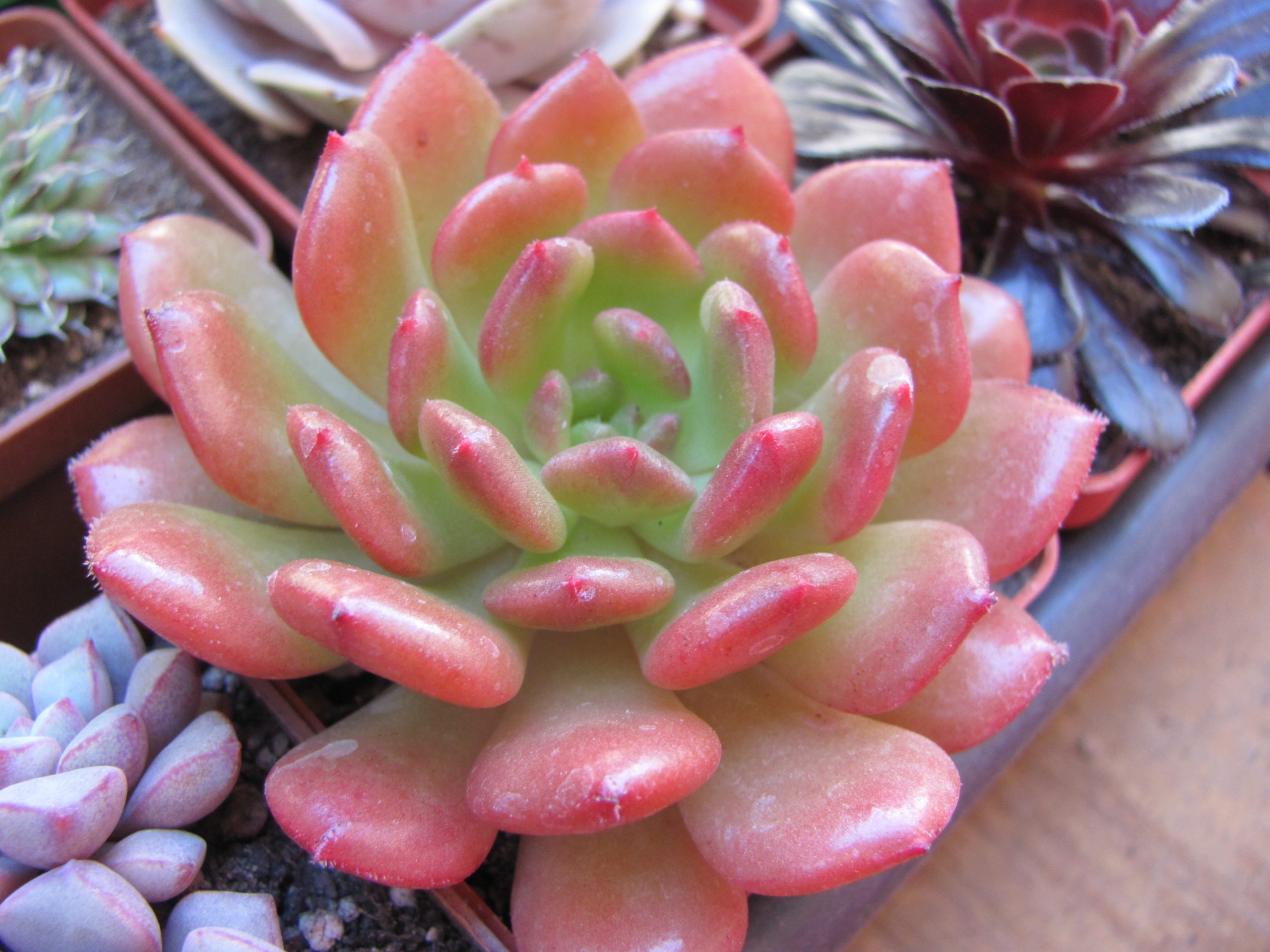 Echeveria Fantasia Carol
