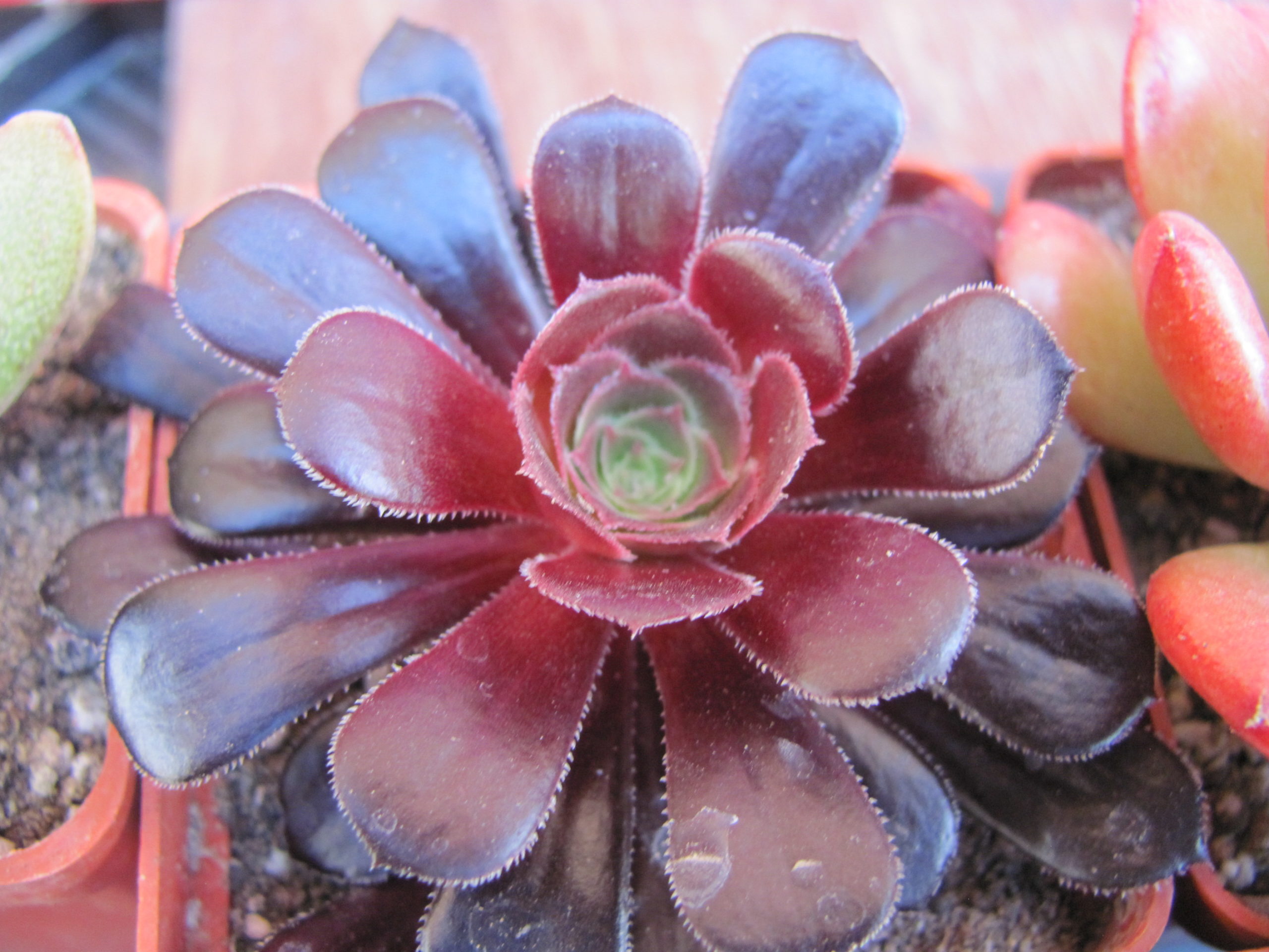 Aeonium schwarzkopf