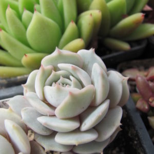 Echeveria Lola