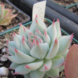 Echeveria  Baijiji