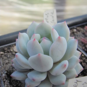 Echeveria Lotus Jade