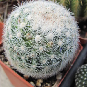 Mammillaria ortiz - rubion