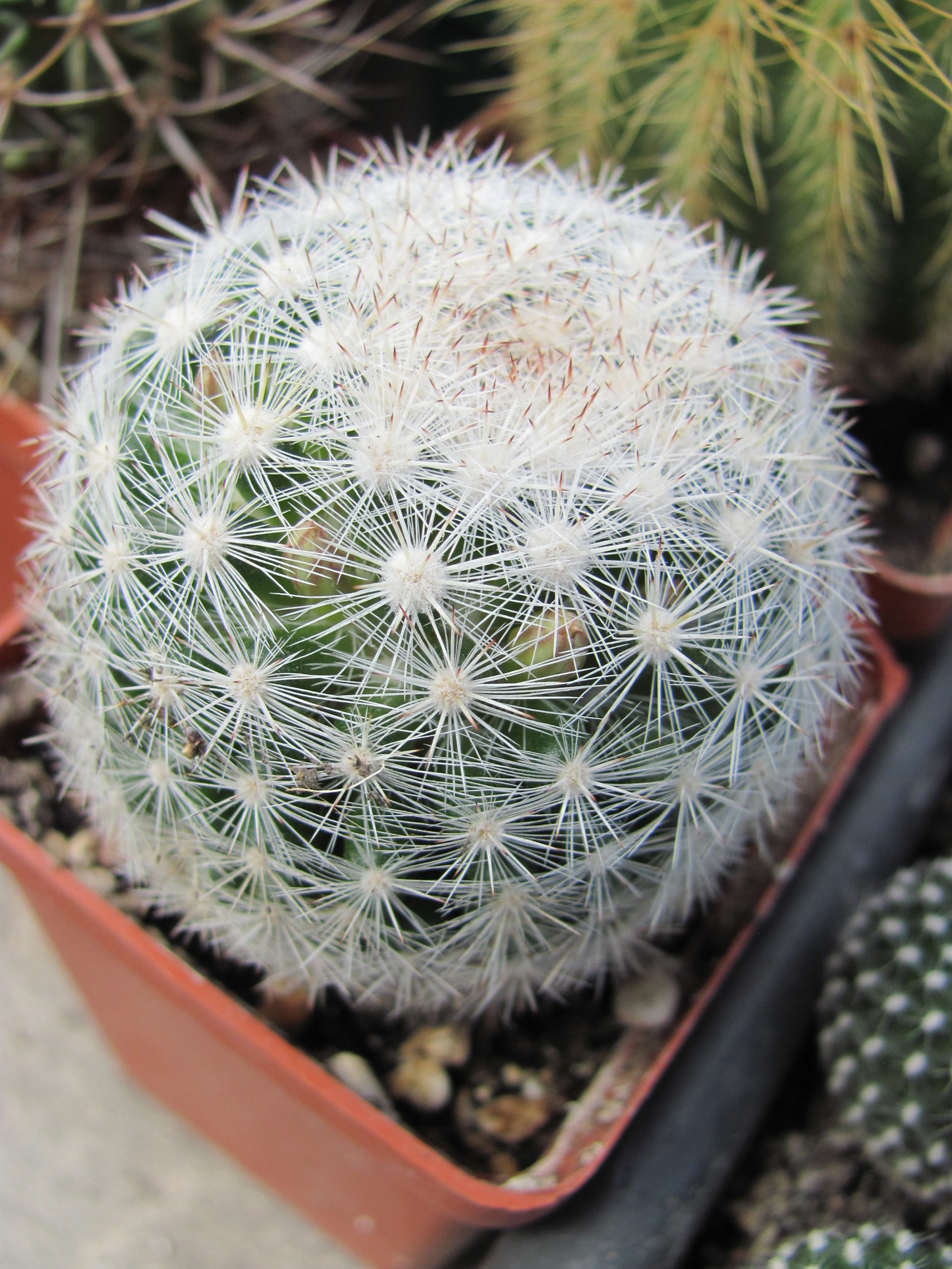 Mammillaria ortiz - rubion