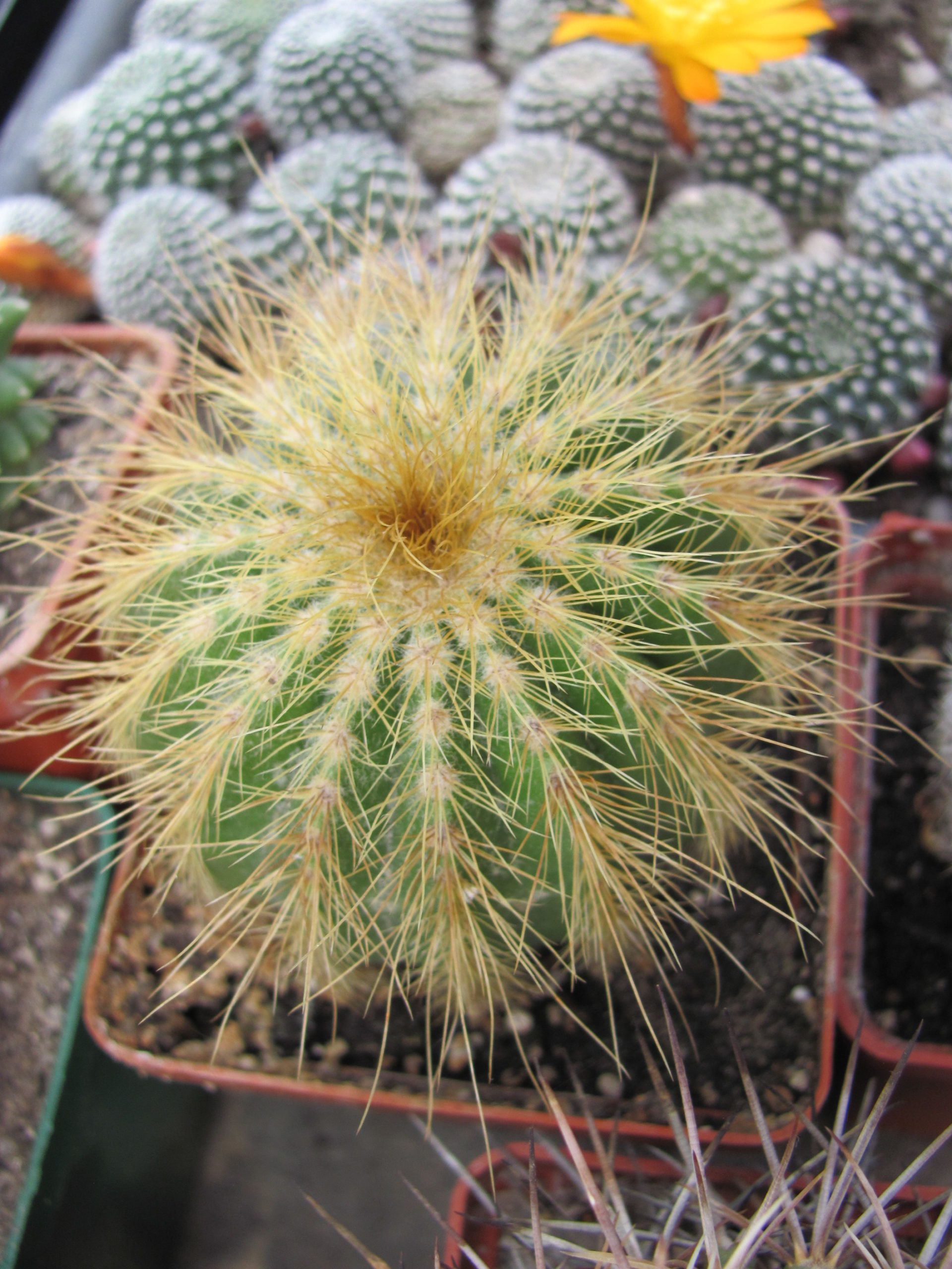 Eriocactus warasii longispinus