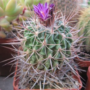 Echinofossulocactus gladiatus