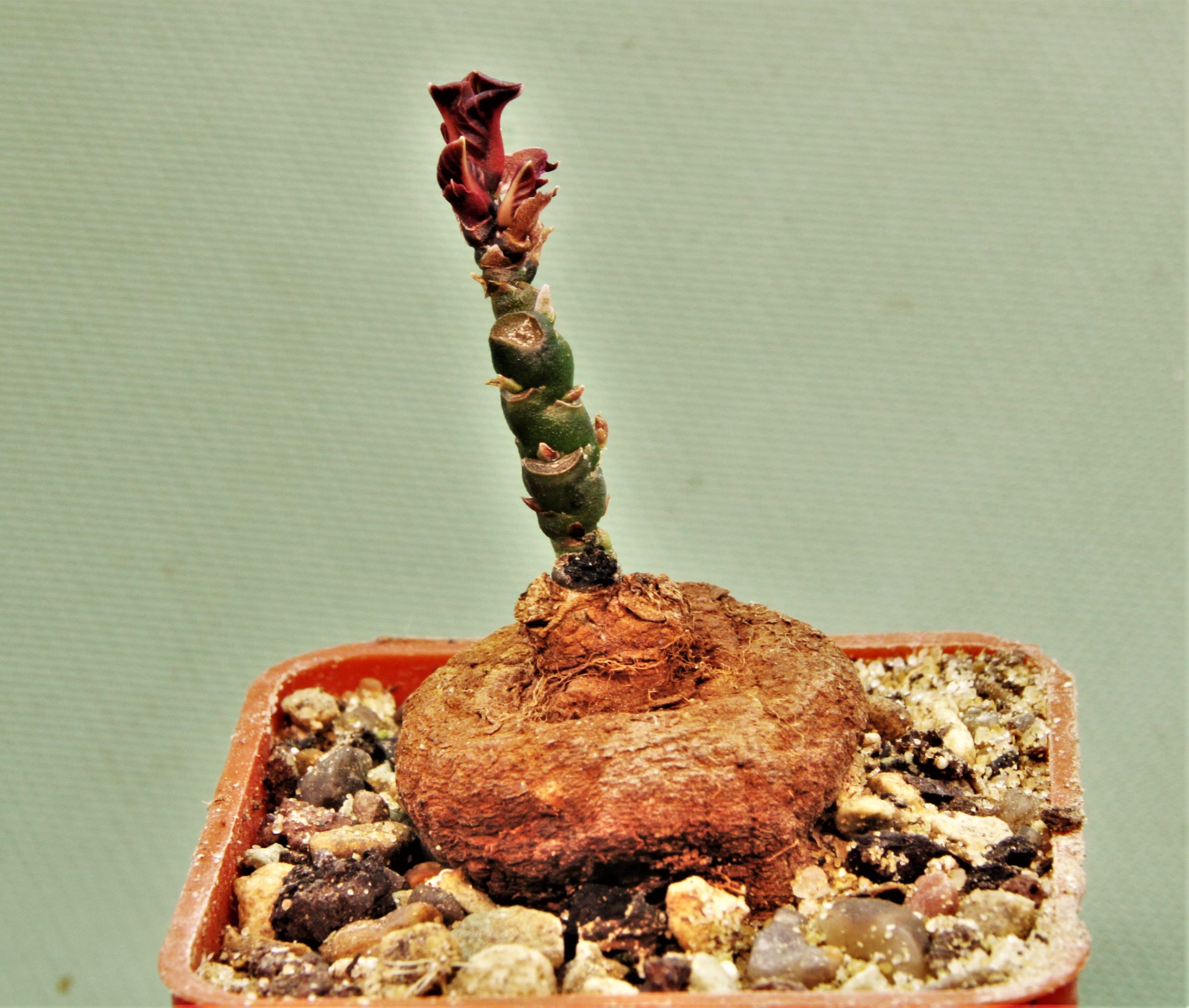 Monadenium-aff.-orobanchoides-ludewa-tanzania-1.