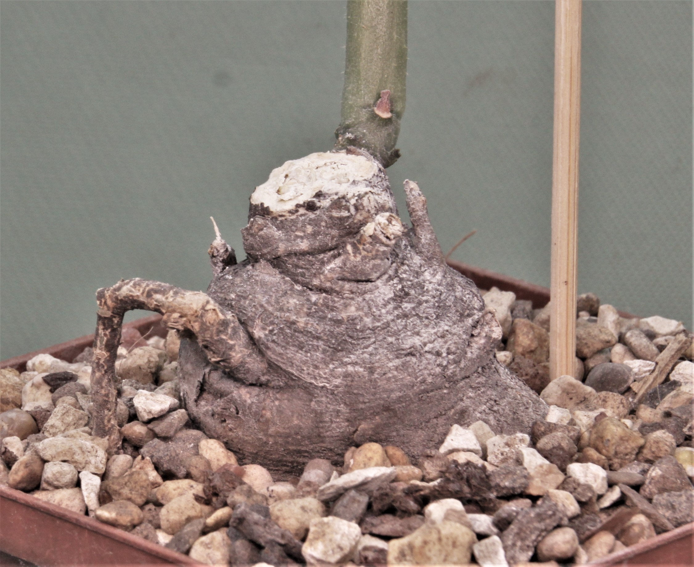 Monadenium echinulatum ES22636 Dodoma prov. Tanzania 1. Кубик 10х10см. 1500грн.-