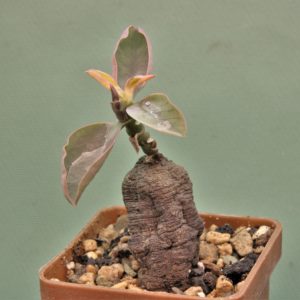 Monadenium-orobanchoides-kipili-tanzania-2