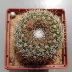 Notocactus elegans