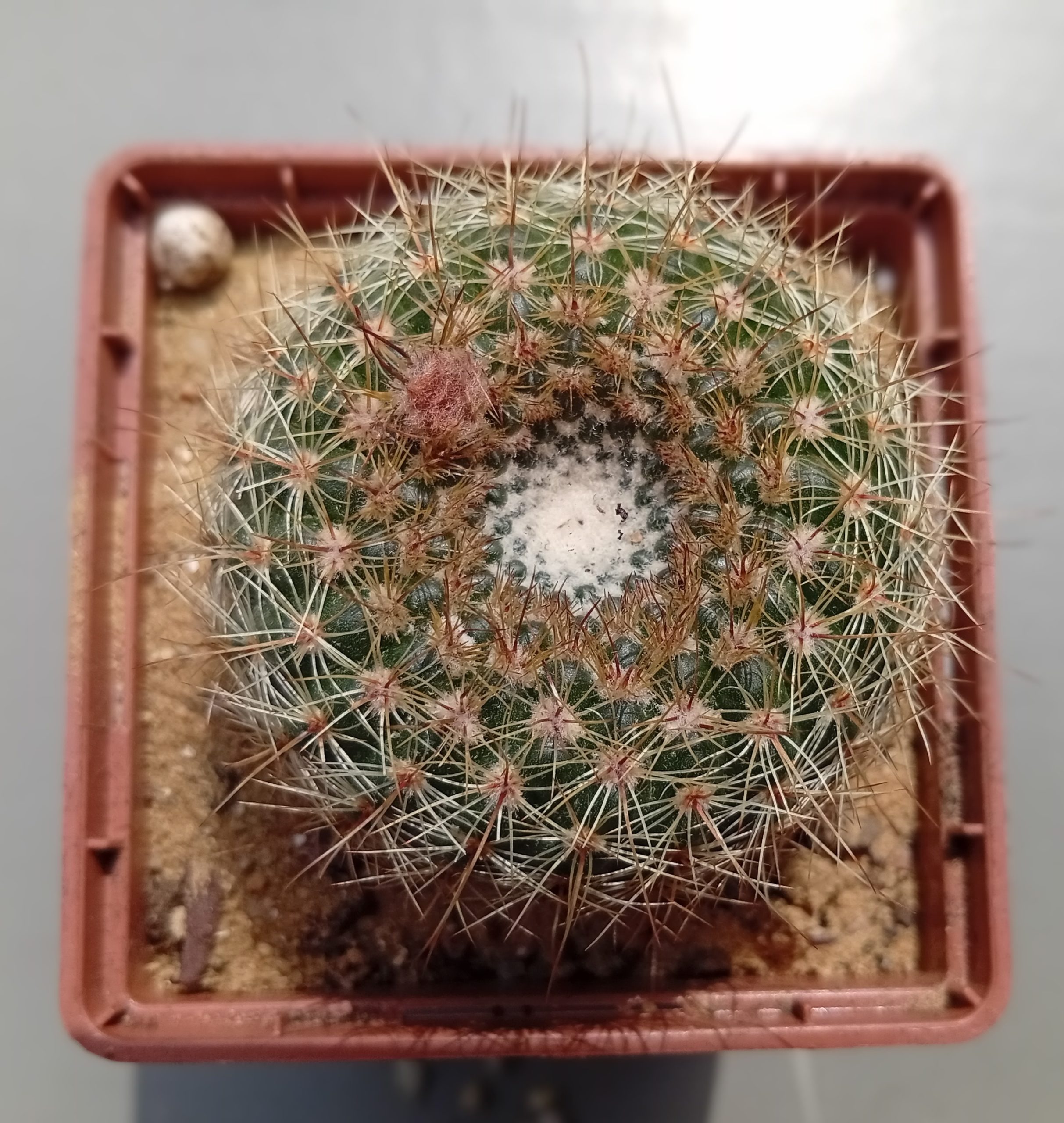 Notocactus elegans