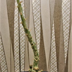 Pachypodium-succulentum-3