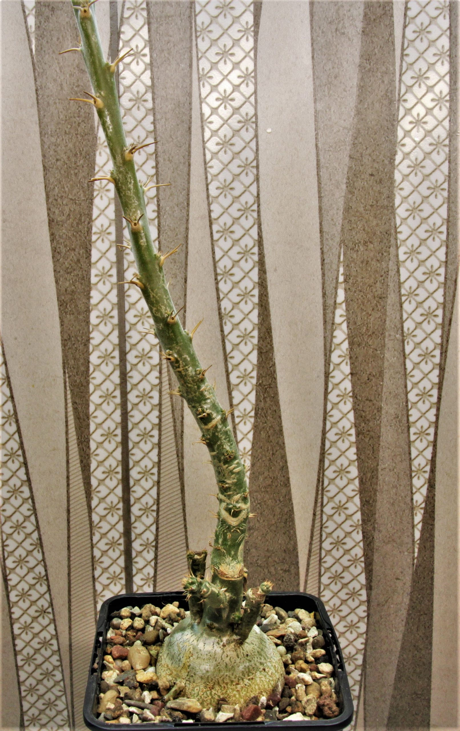 Pachypodium-succulentum-3
