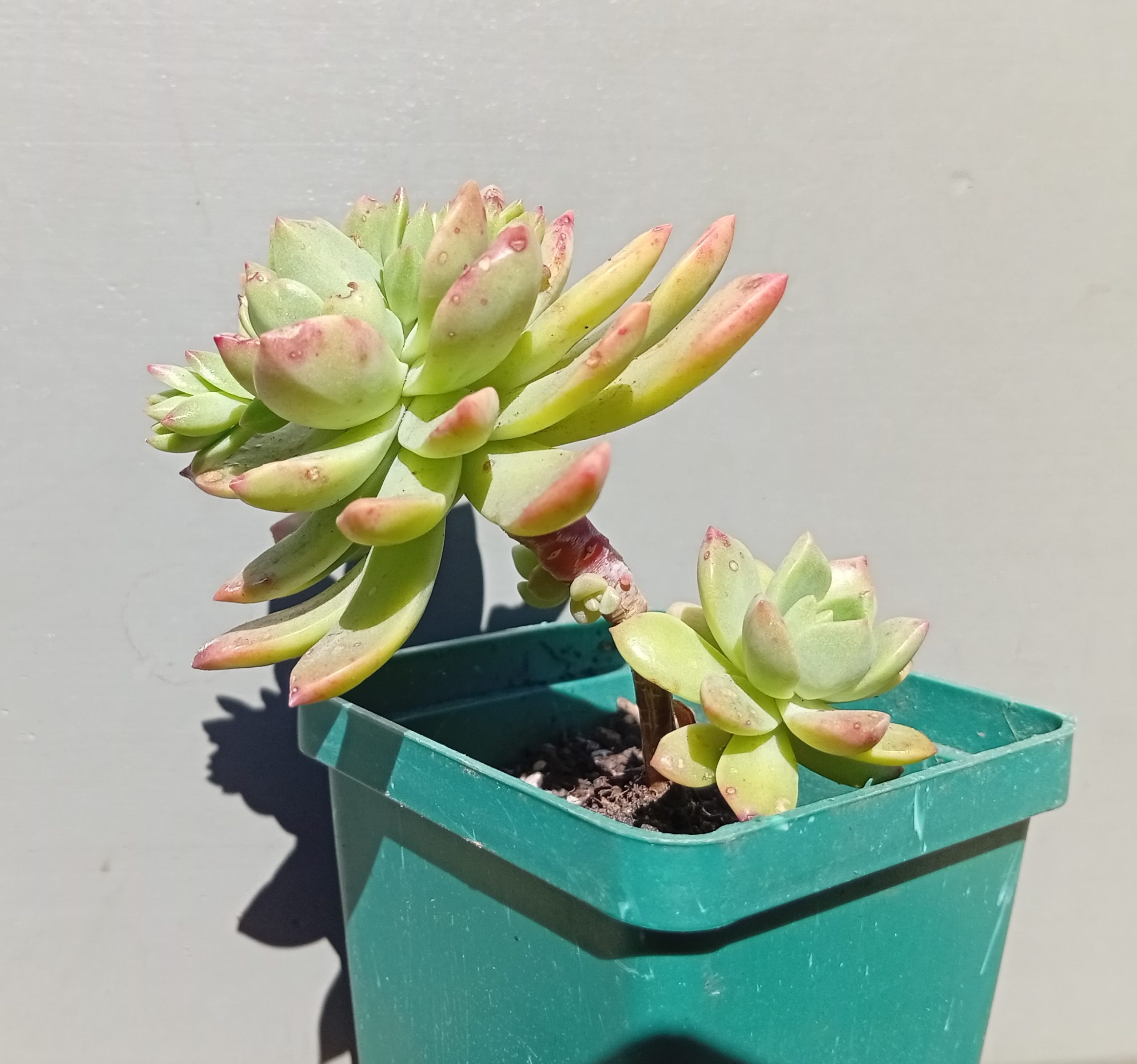 Sedum Markus