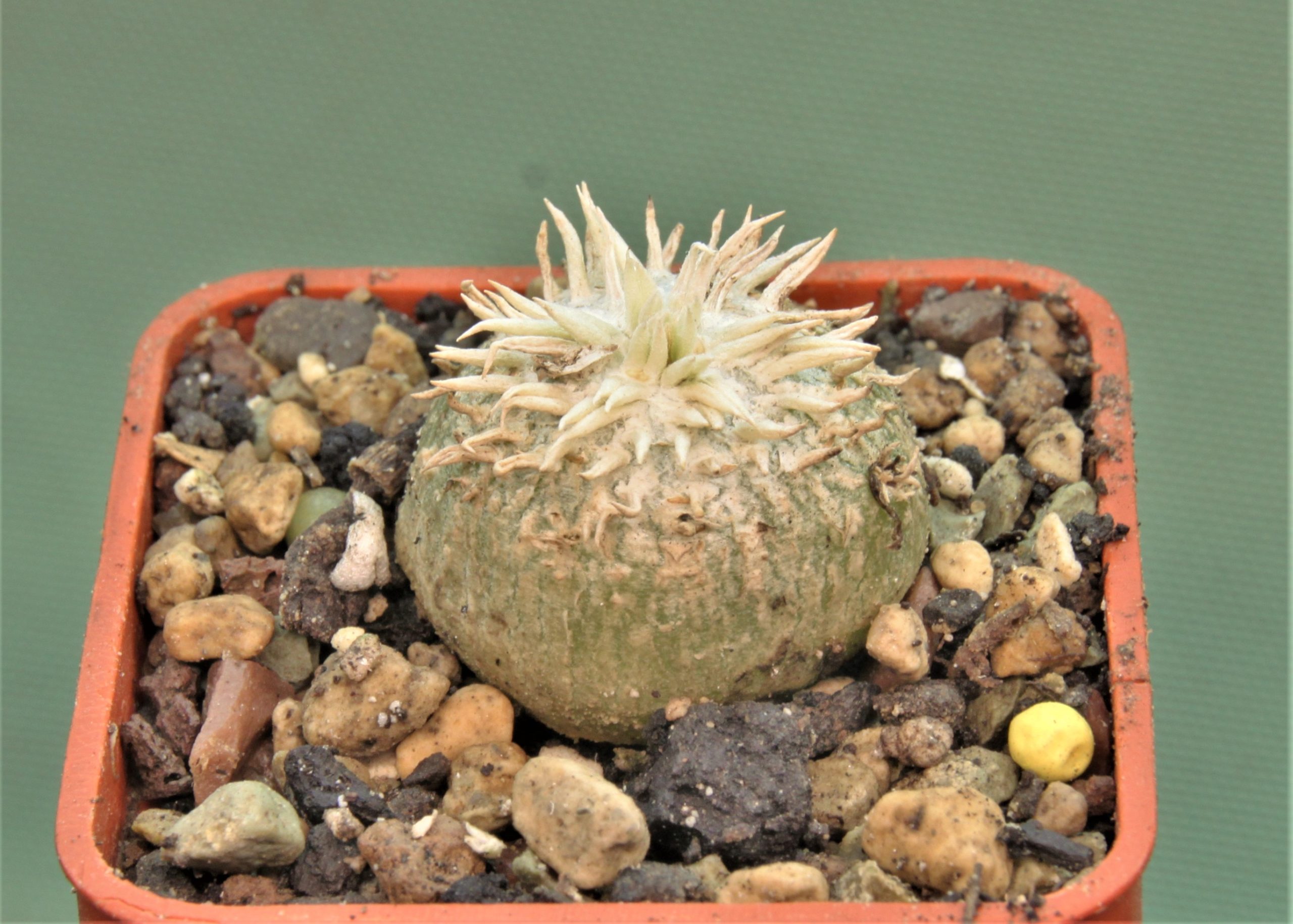 pachypodium-brevicaule 6. Кубик 5х5см. 880грн.