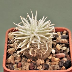 pachypodium-enigmaticum-new-species-mandoto-madagascar-2.-Novinka