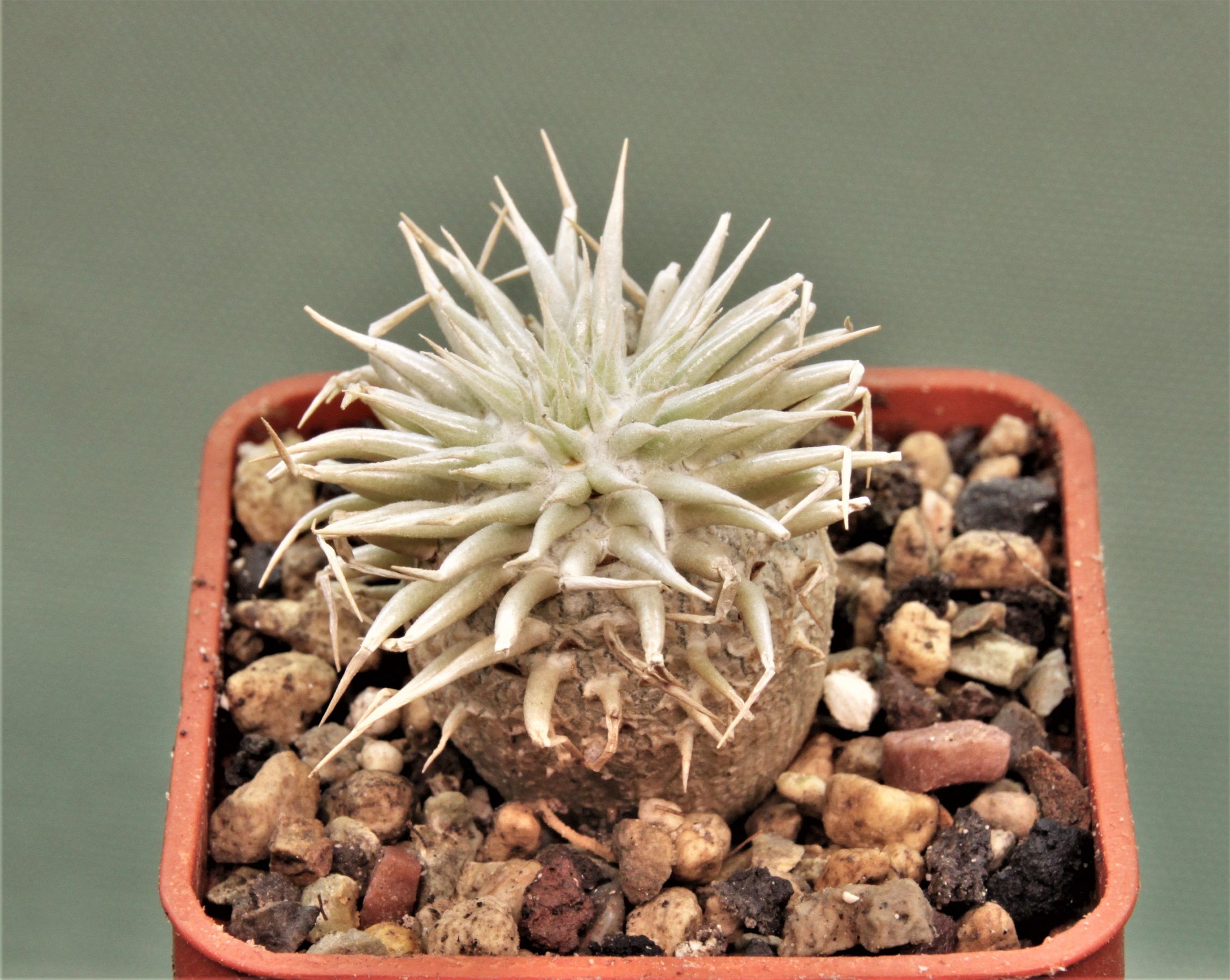 pachypodium-enigmaticum-new-species-mandoto-madagascar-2.-Novinka