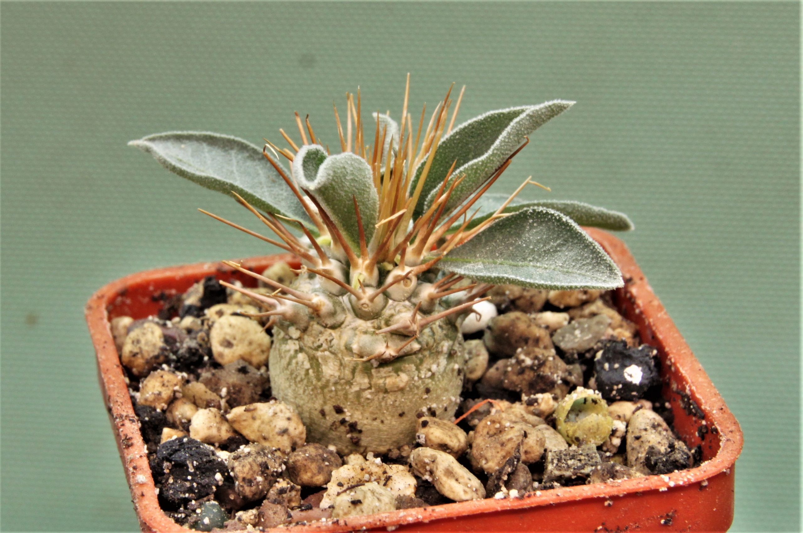 pachypodium-namaguanum-10