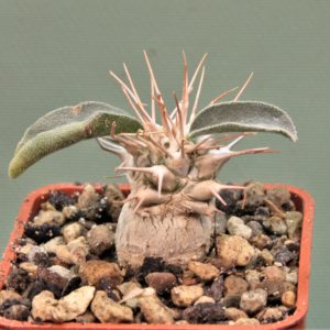 pachypodium-namaguanum-5.