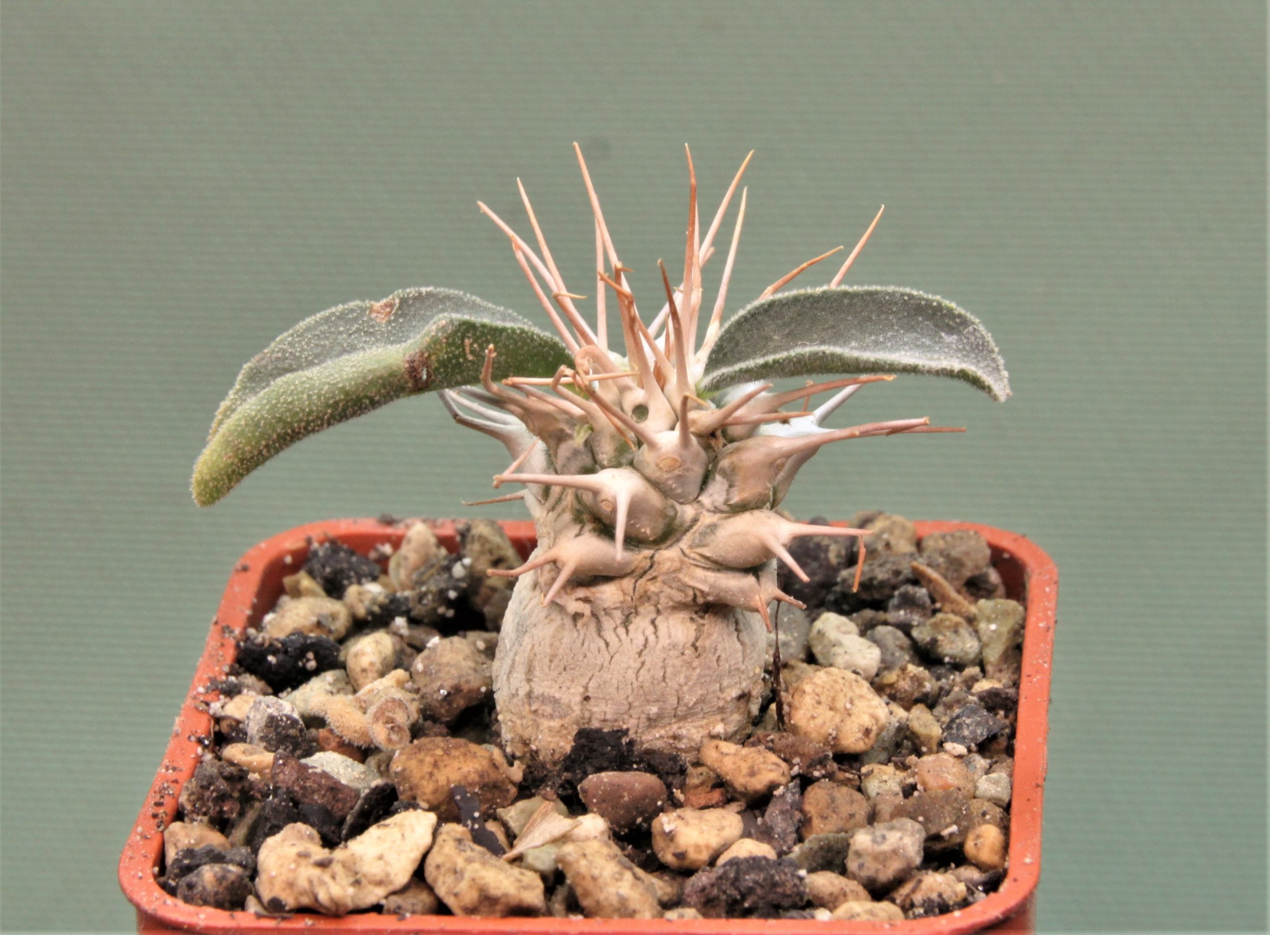 pachypodium-namaguanum-5.