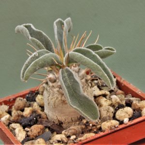 pachypodium-namaguanum-6
