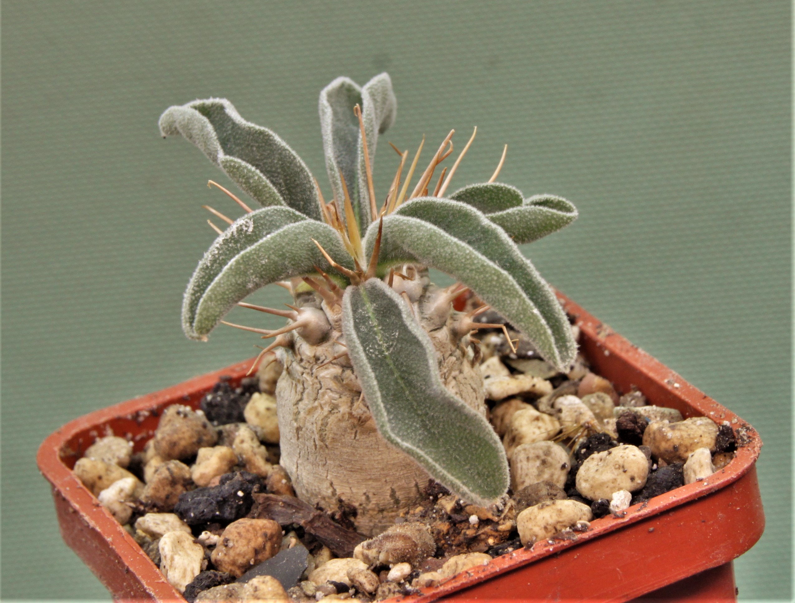 pachypodium-namaguanum-6