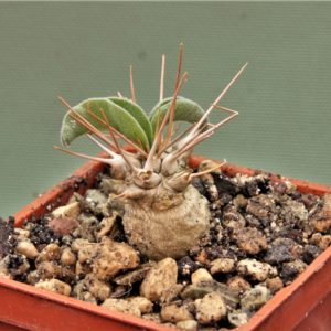 pachypodium-namaguanum-8