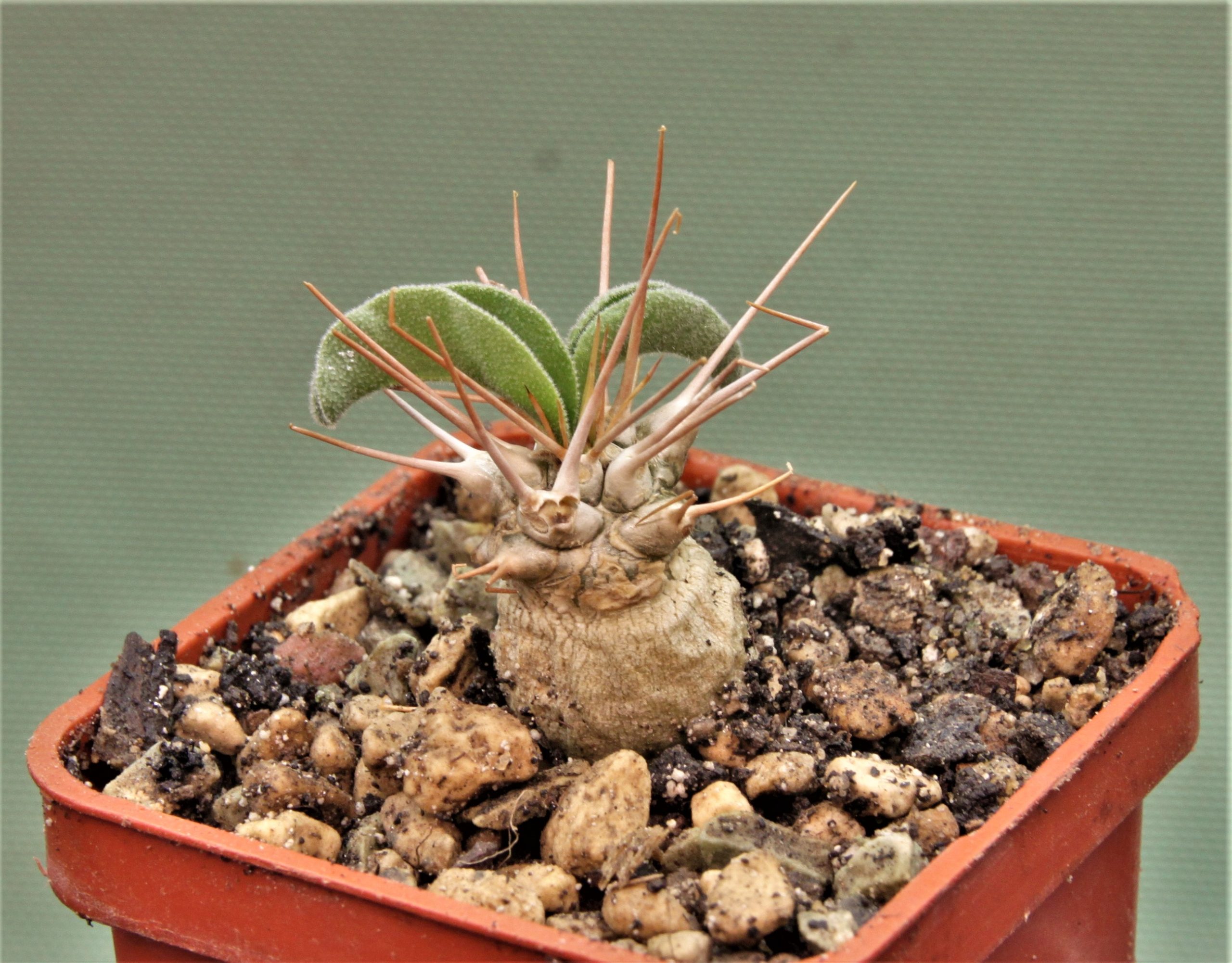 pachypodium-namaguanum-8