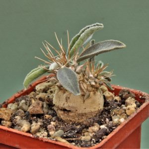 pachypodium-namaguanum-9.