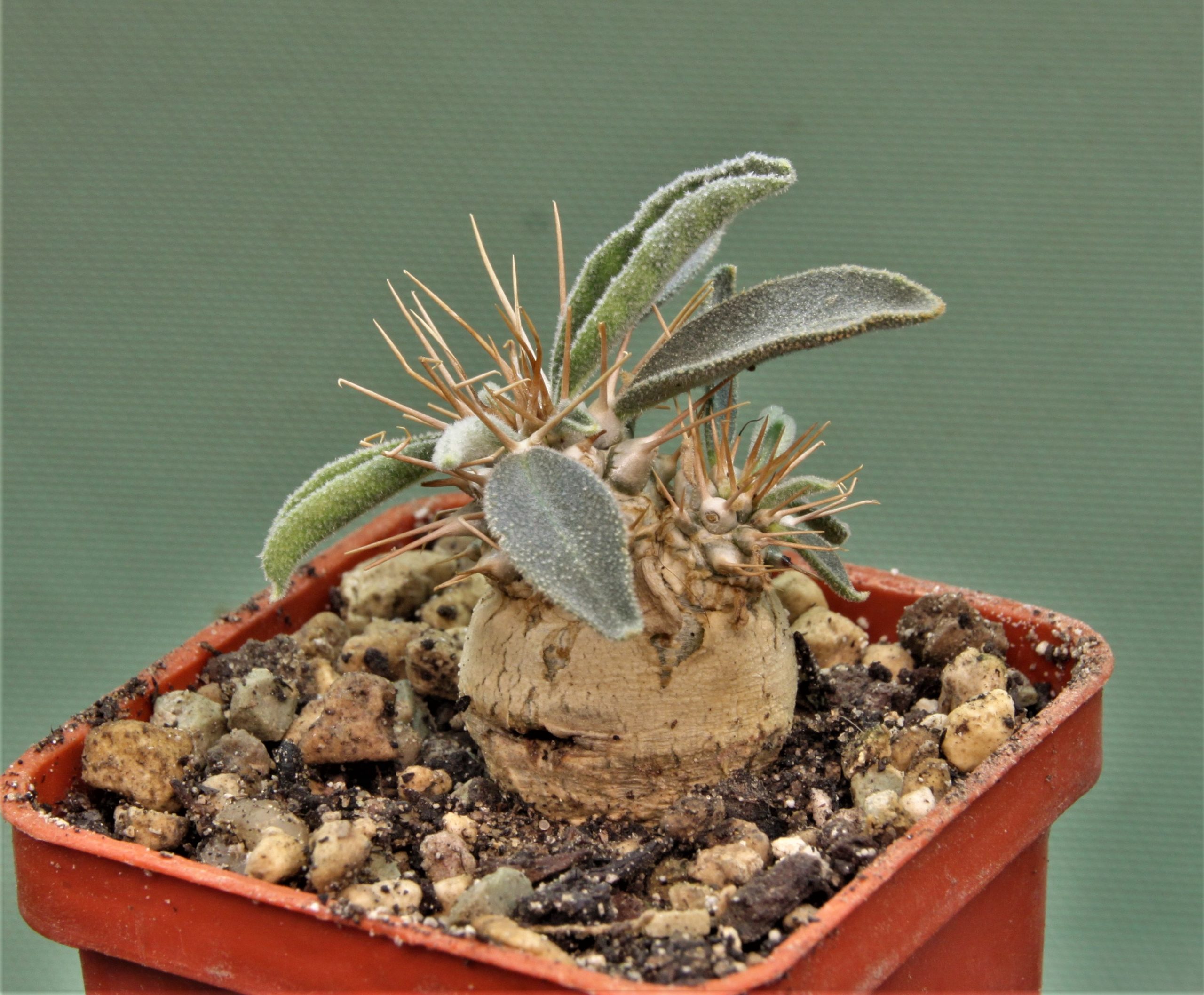 pachypodium-namaguanum-9.