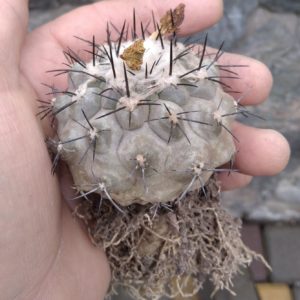 Copiapoa marginata v. bridgesii f. longispina -сива форма- біля 6см у діам. -потужна ріпа-