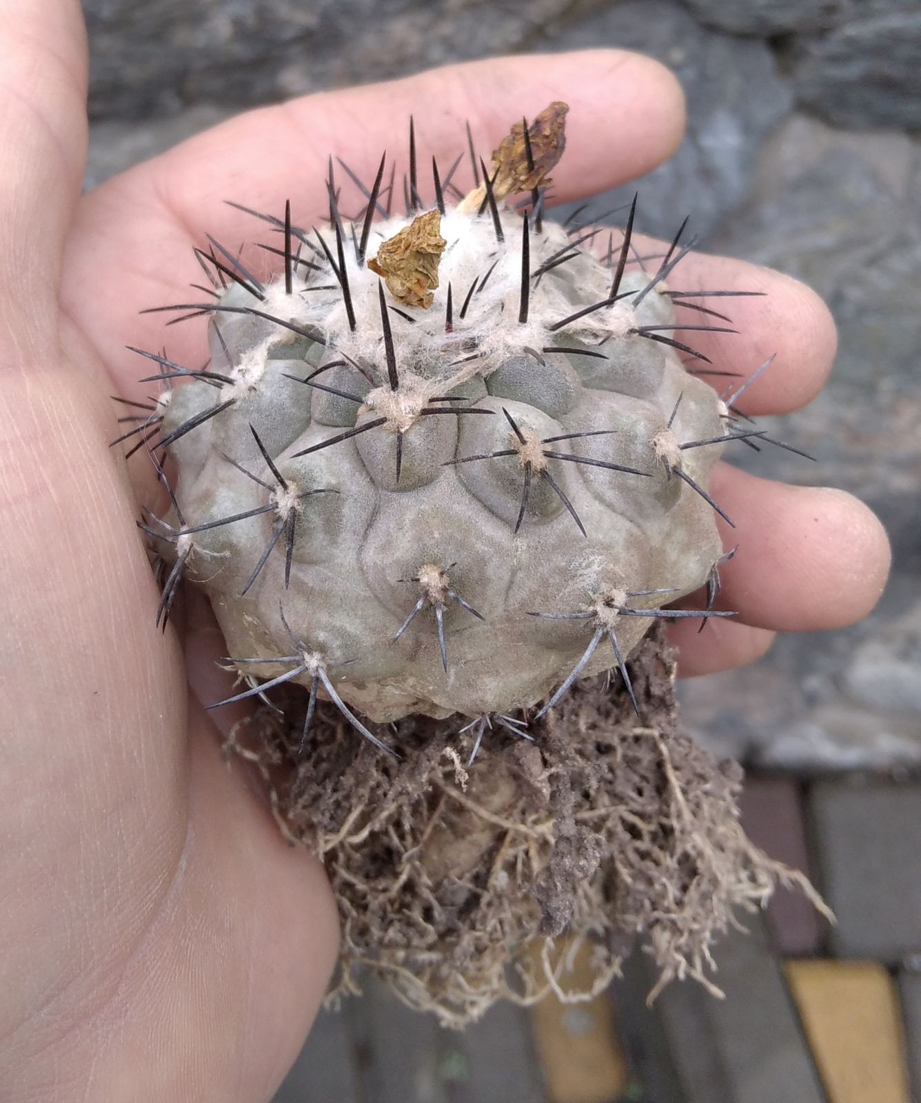 Copiapoa marginata v. bridgesii f. longispina -сива форма- біля 6см у діам. -потужна ріпа-