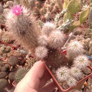 Escobaria organensis -e Bischops-cube-7cm-